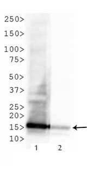 Histone H3 K4-Me3 antibody