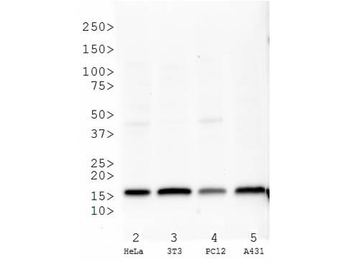 Histone H3 K27me3 antibody