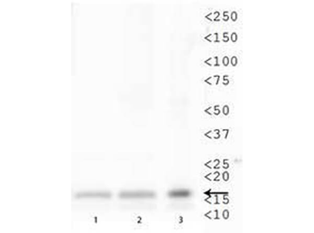 Histone H3 K79-Me1 antibody