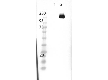 Cas 9 antibody (Peroxidase)