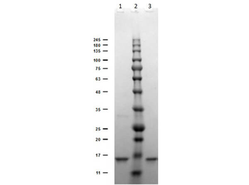 Recombinant DIG (DIG45) antibody