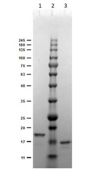 Recombinant DIG (DIG44) antibody
