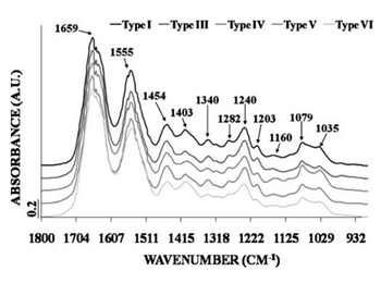 Human Collagen Type VI protein