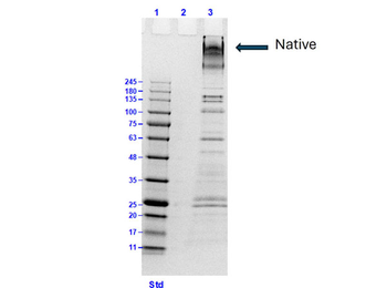 Human Collagen Type VI protein