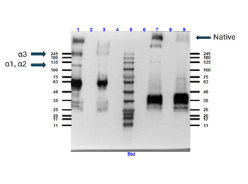 Human Collagen Type VI protein