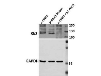 RBL2 antibody