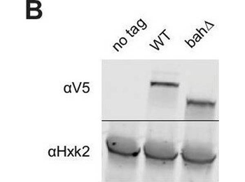 HXK2 antibody