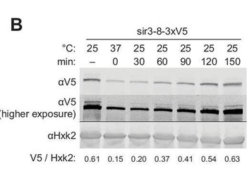 HXK2 antibody