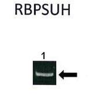 RBPJ antibody