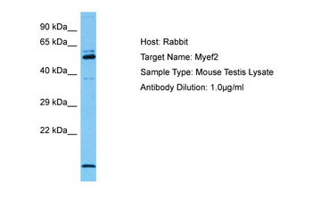 MYEF2 antibody
