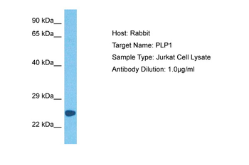 PLP1 antibody