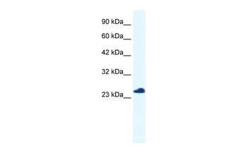 C14orf166 antibody