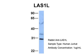 LAS1L antibody