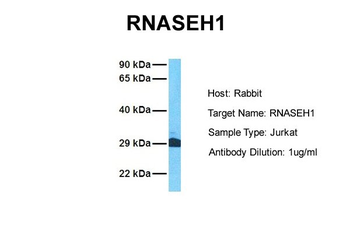 RNASEH1 antibody