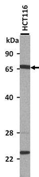 SLC5A5 antibody