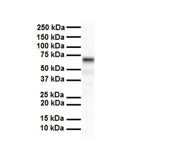 SLC5A5 antibody