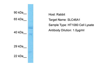 SLC46A1 antibody