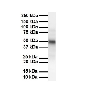 CSF1 antibody