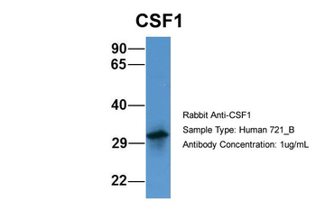 CSF1 antibody