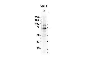 CDT1 antibody