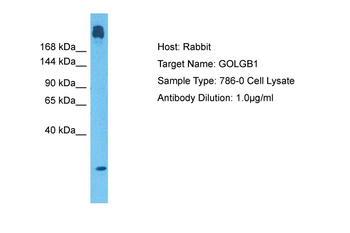 GOLGB1 antibody