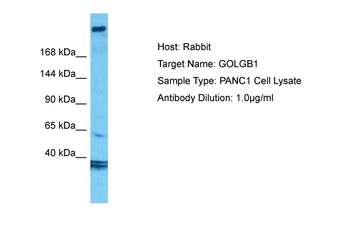 GOLGB1 antibody