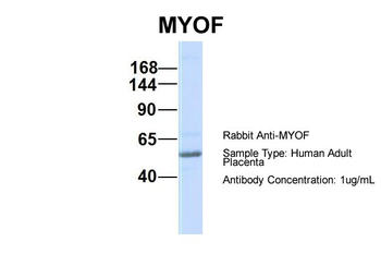 MYOF antibody