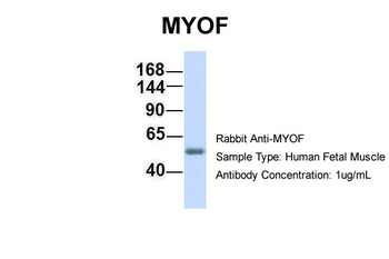 MYOF antibody