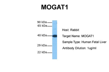 MOGAT1 antibody