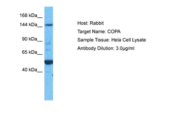 COPA antibody