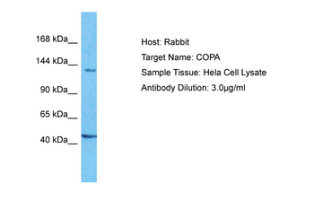 COPA antibody