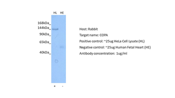 COPA antibody