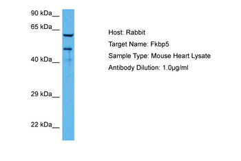 FKBP5 antibody