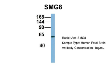 SMG8 antibody