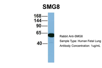 SMG8 antibody