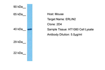 ERLIN2 antibody