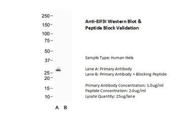 EIF3I Rabbit Polyclonal Antibody