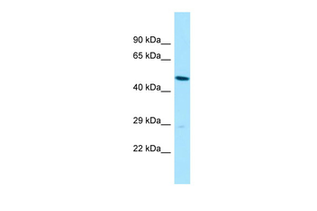 SLC35B2 antibody