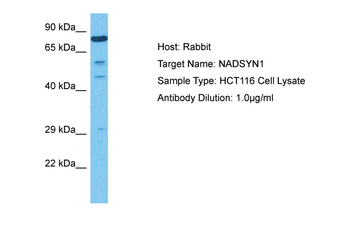 NADSYN1 antibody