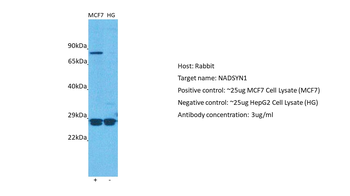 NADSYN1 antibody