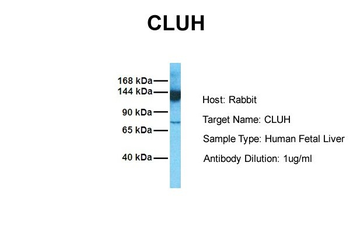 CLUH antibody
