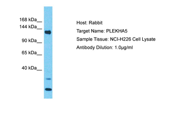 PLEKHA5 antibody