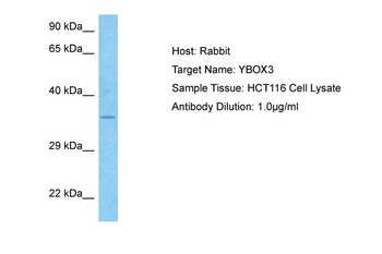 YBOX3 antibody