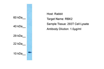 RBX2 antibody
