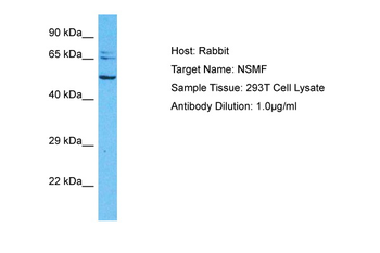 NSMF antibody