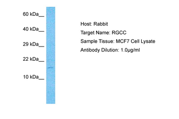 RGCC antibody