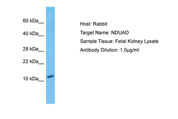 NDUAD antibody