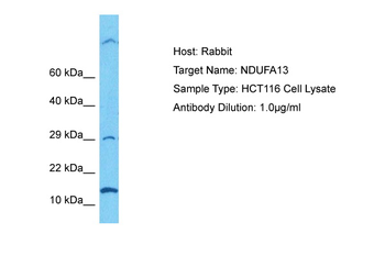 NDUAD antibody