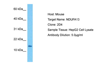 NDUAD antibody