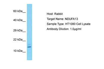 NDUAD antibody